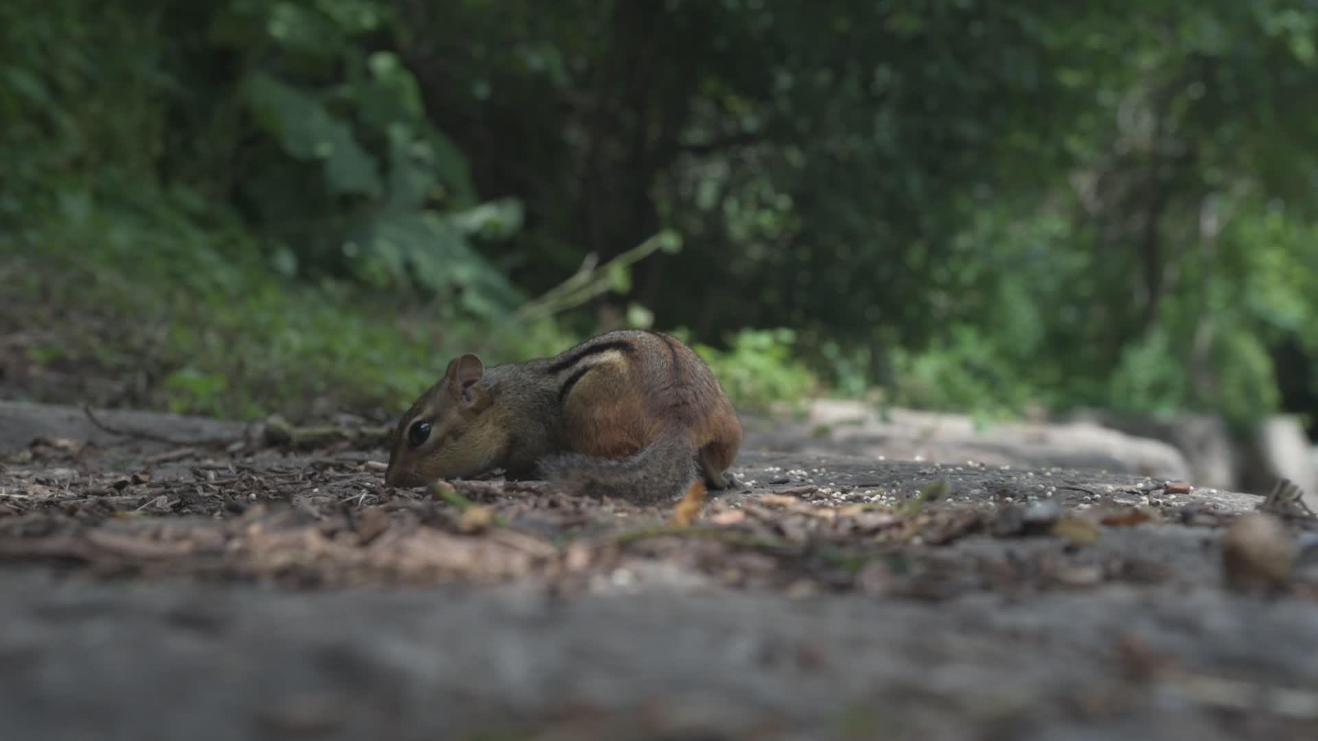 花栗鼠在公园里寻找和吃种子视频的预览图