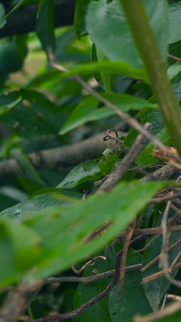 鸟蛋升格在树上视频的预览图