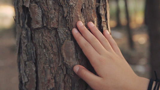 小女孩手里的特写在森林里摸着树干视频的预览图