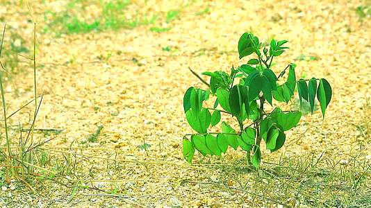 旱地上的小绿色植物和小石头土壤的表面视频的预览图