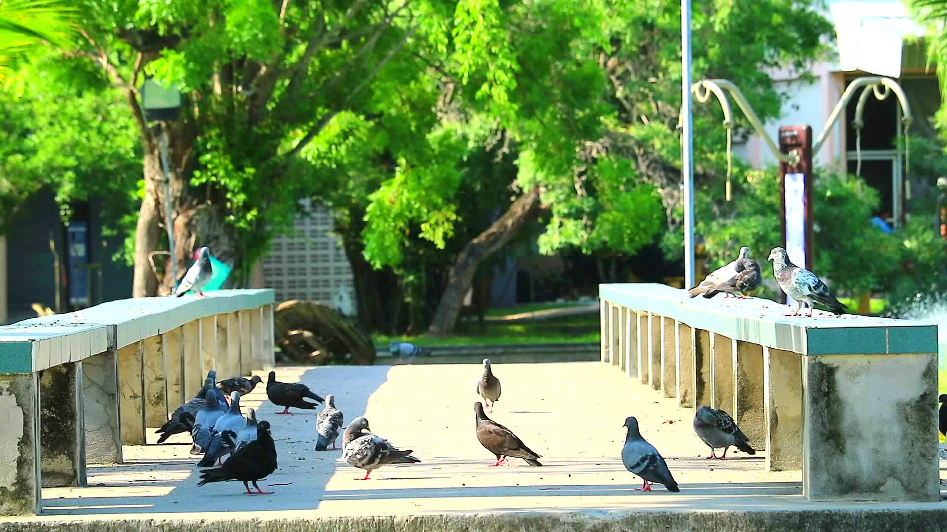 鸽子在花园的桥上吃食物视频的预览图