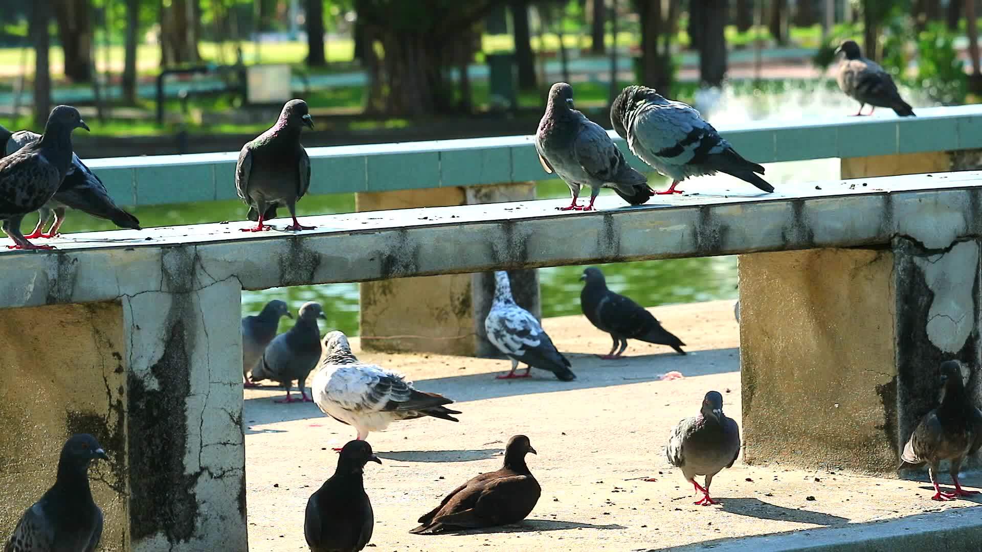 鸽子在公园的桥上吃食物视频的预览图