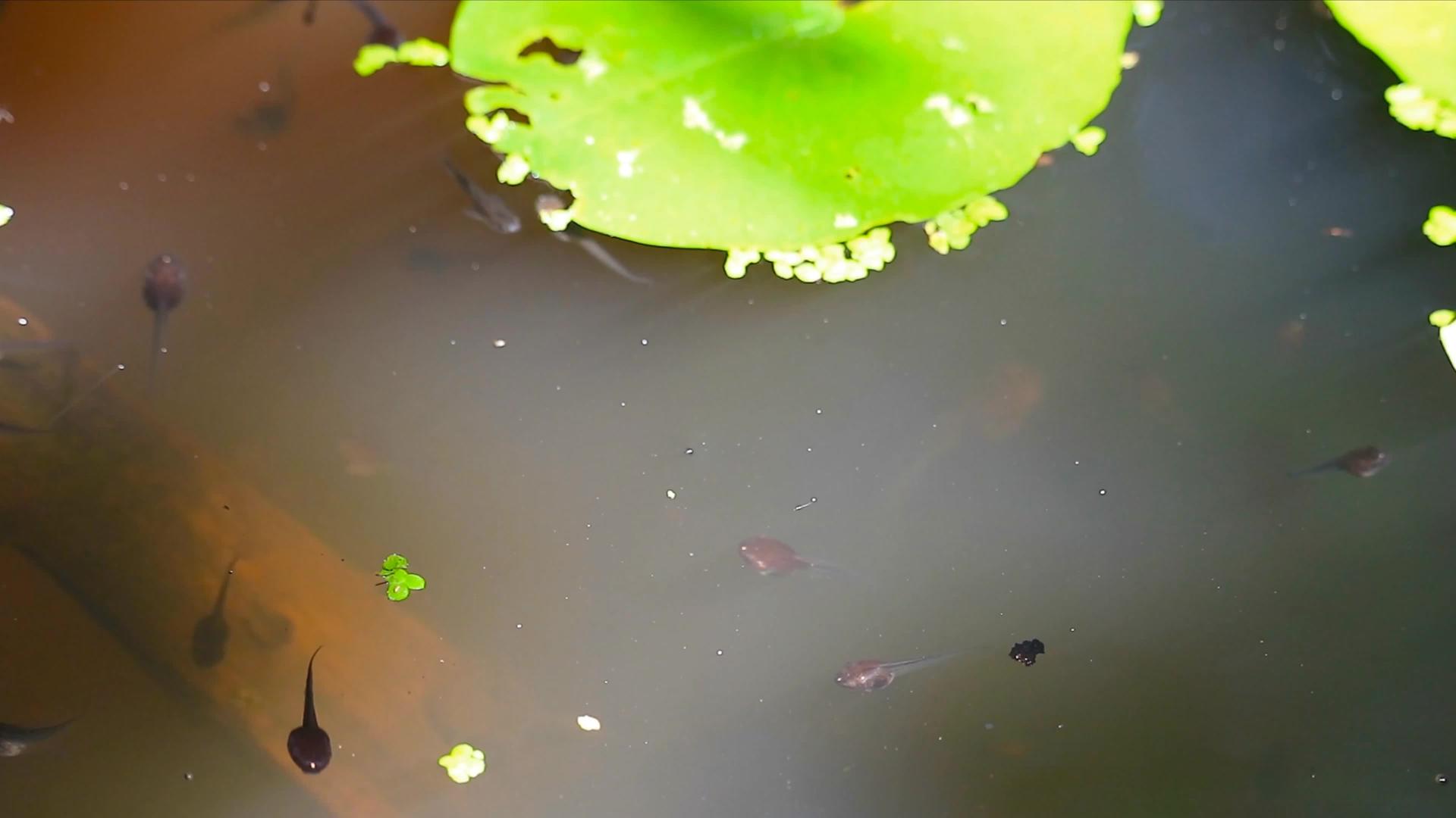 大罐子里的蝌蚪在水下游泳一些蝌蚪在水面上游泳视频的预览图