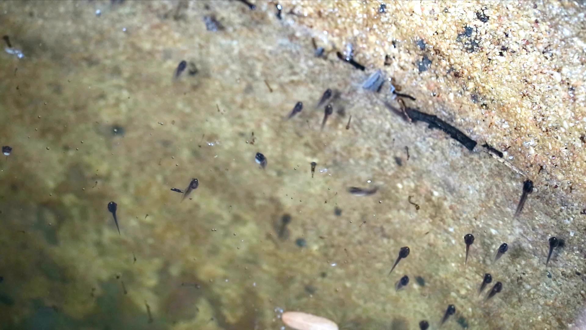 大罐子里的蝌蚪在水下游泳一些蝌蚪在水面上游泳视频的预览图