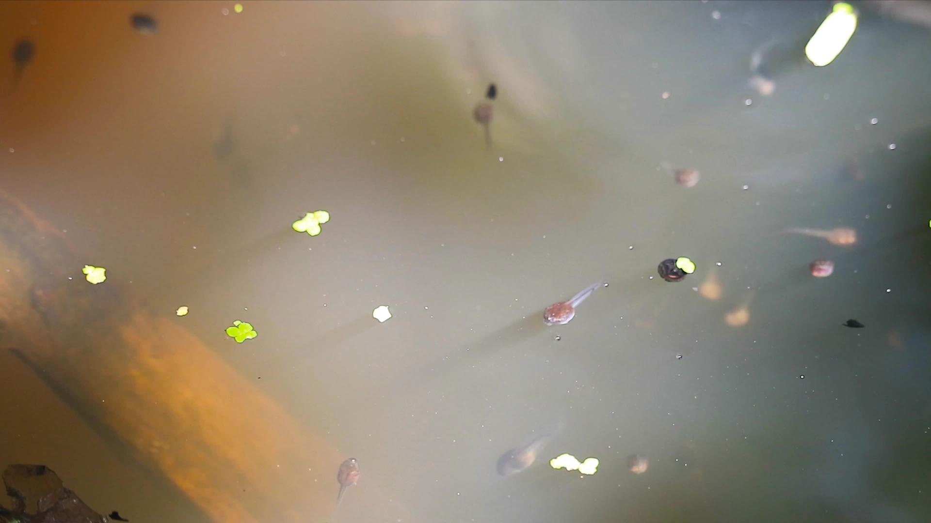 大罐子里的玉米粉在水下游泳视频的预览图