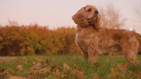 米色可卡犬站在秋季公园黄叶背景的傍晚草坪上视频的预览图