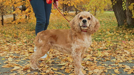 可爱的狗站在秋天的公园里黄叶的背景可爱的狗牵着一只可爱的狗视频的预览图
