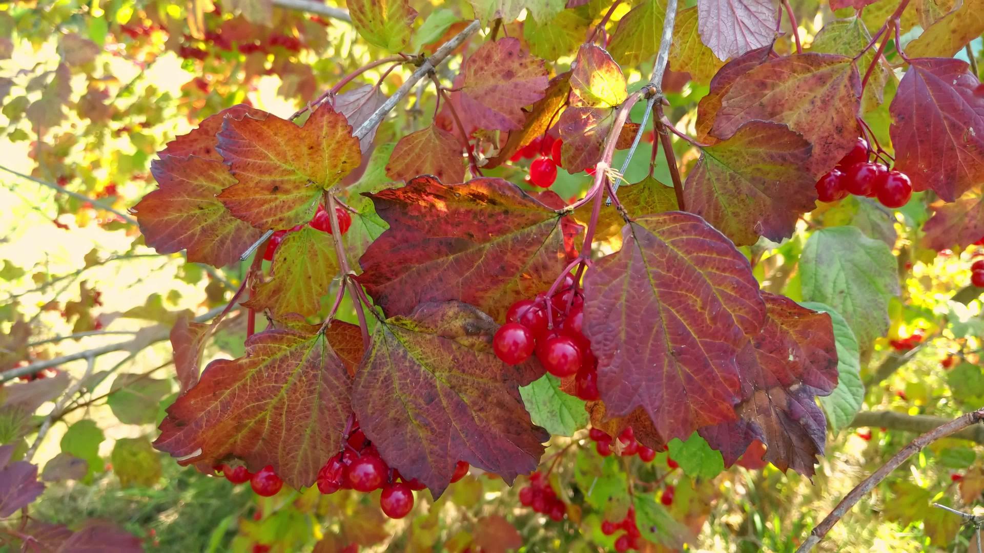 秋天花园里有红色的树枝视频的预览图