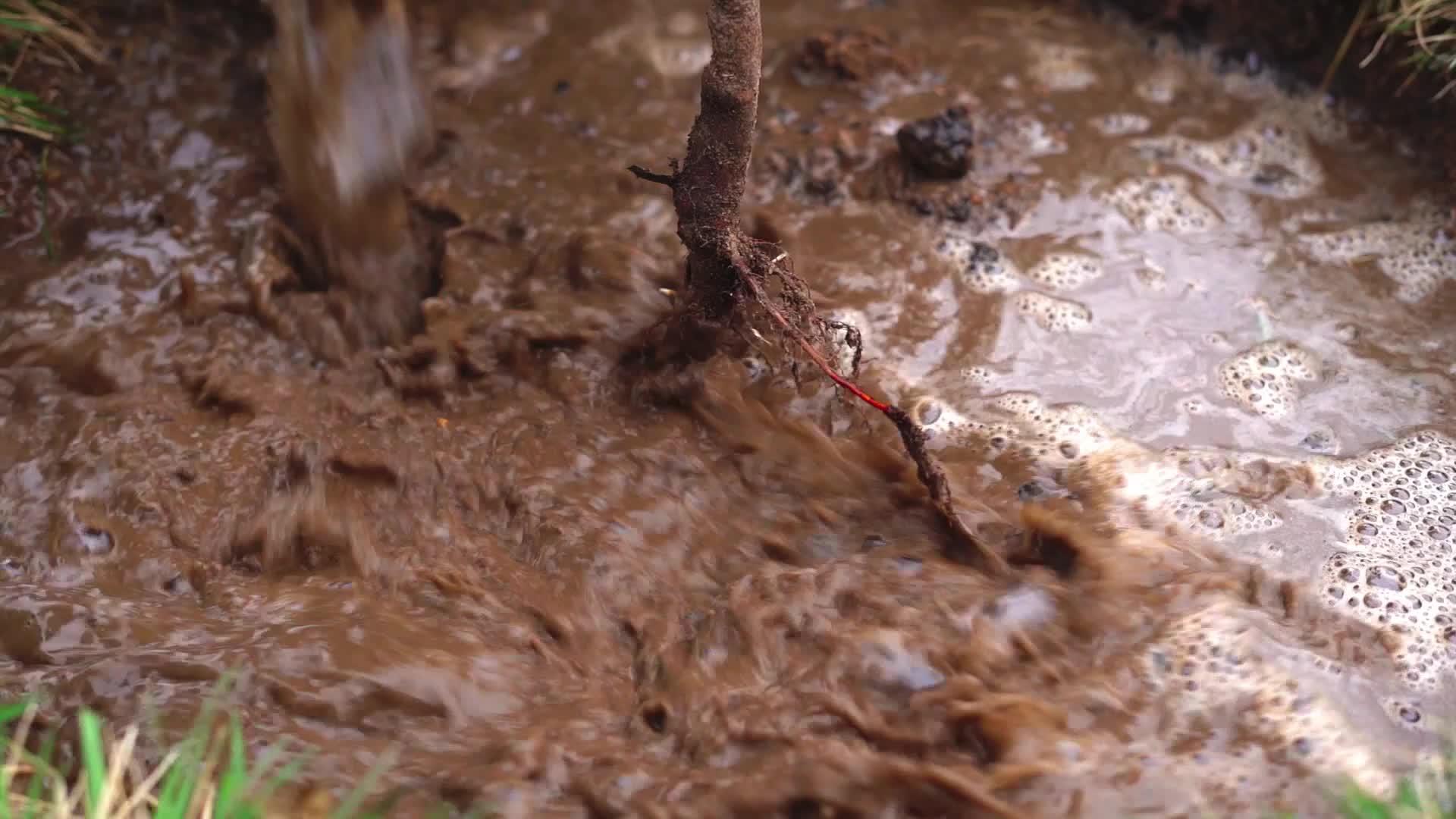 用桶里缓慢流动的水浇灌一棵新鲜的树视频的预览图