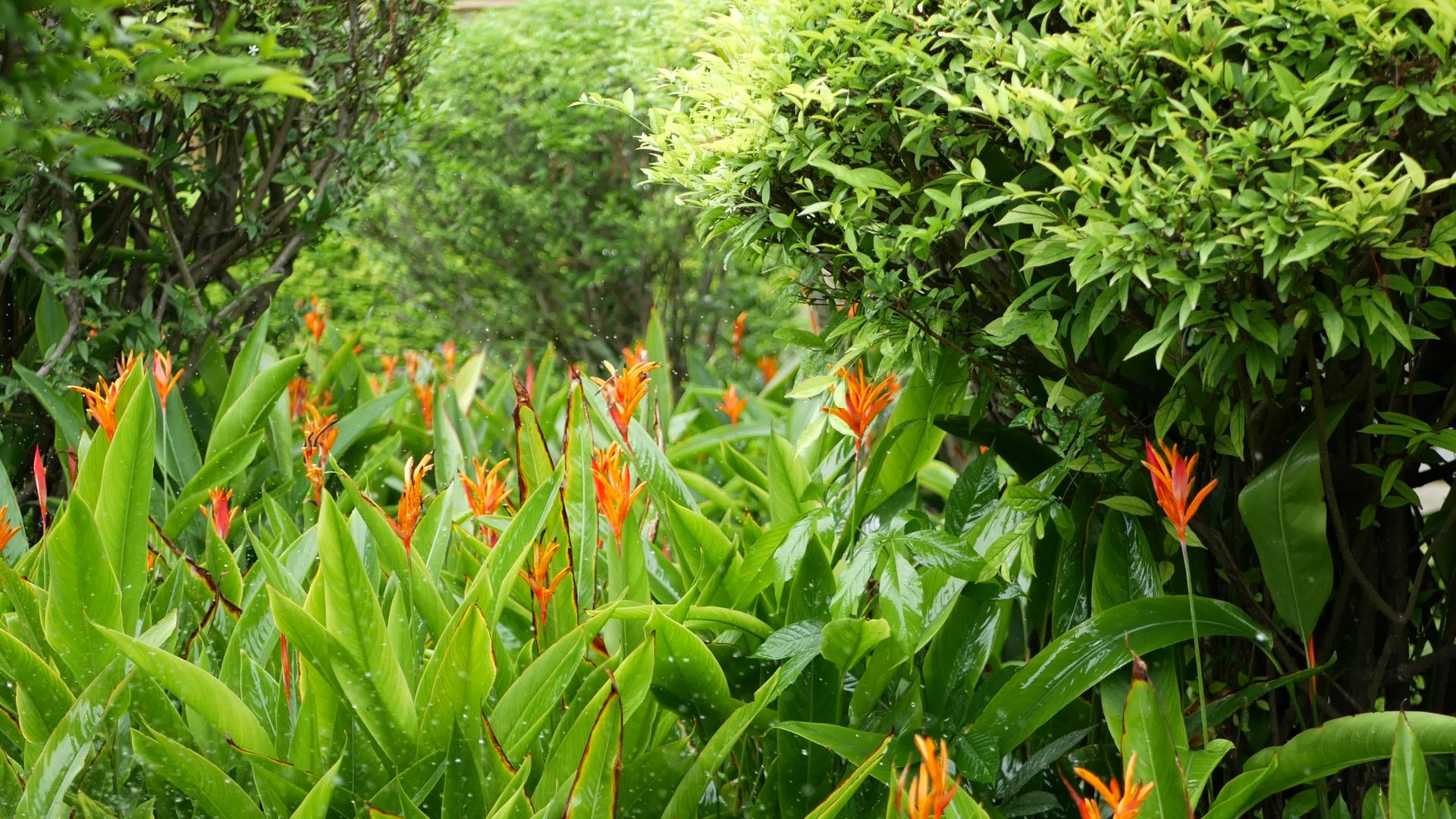 浇灌花朵灌溉绿色热带树叶和鲜花视频的预览图