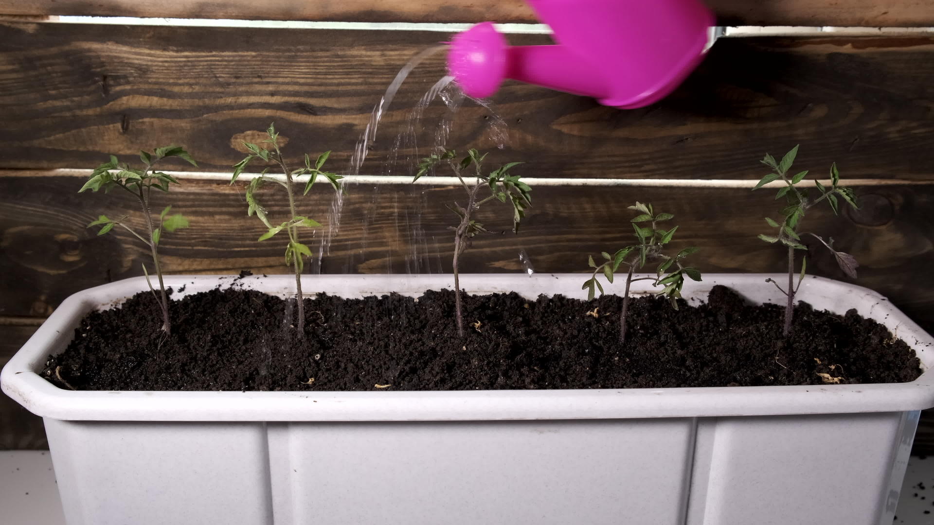 植物从水箱中发芽视频的预览图