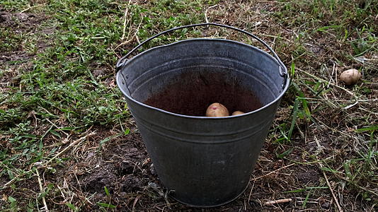 把土豆倒土豆倒进桶里视频的预览图