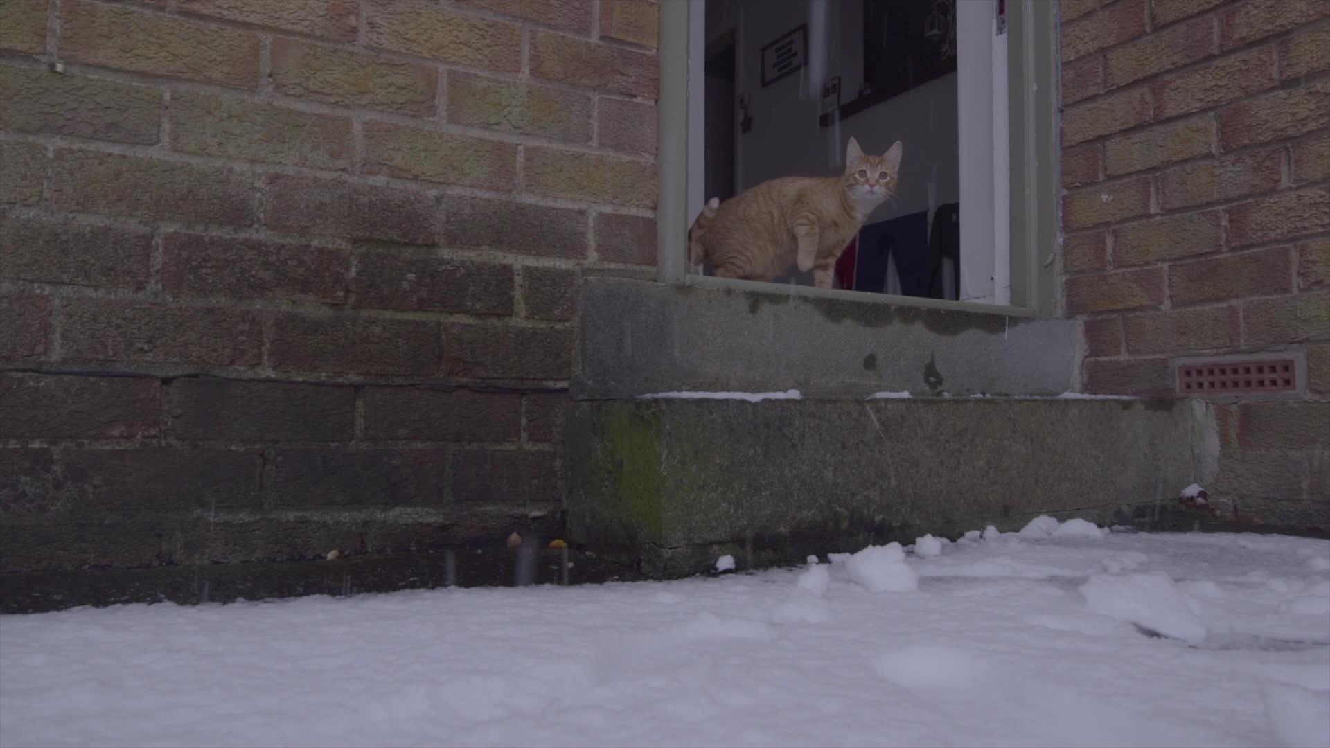 姜唐猫第一次在雪地里经历视频的预览图