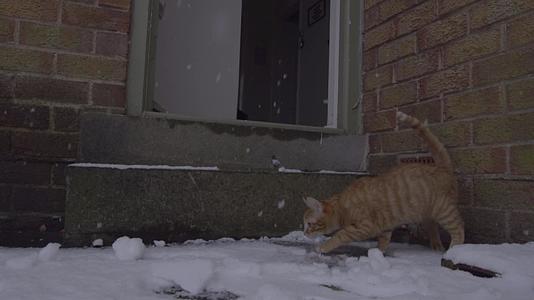 姜唐猫第一次在雪地里经历视频的预览图
