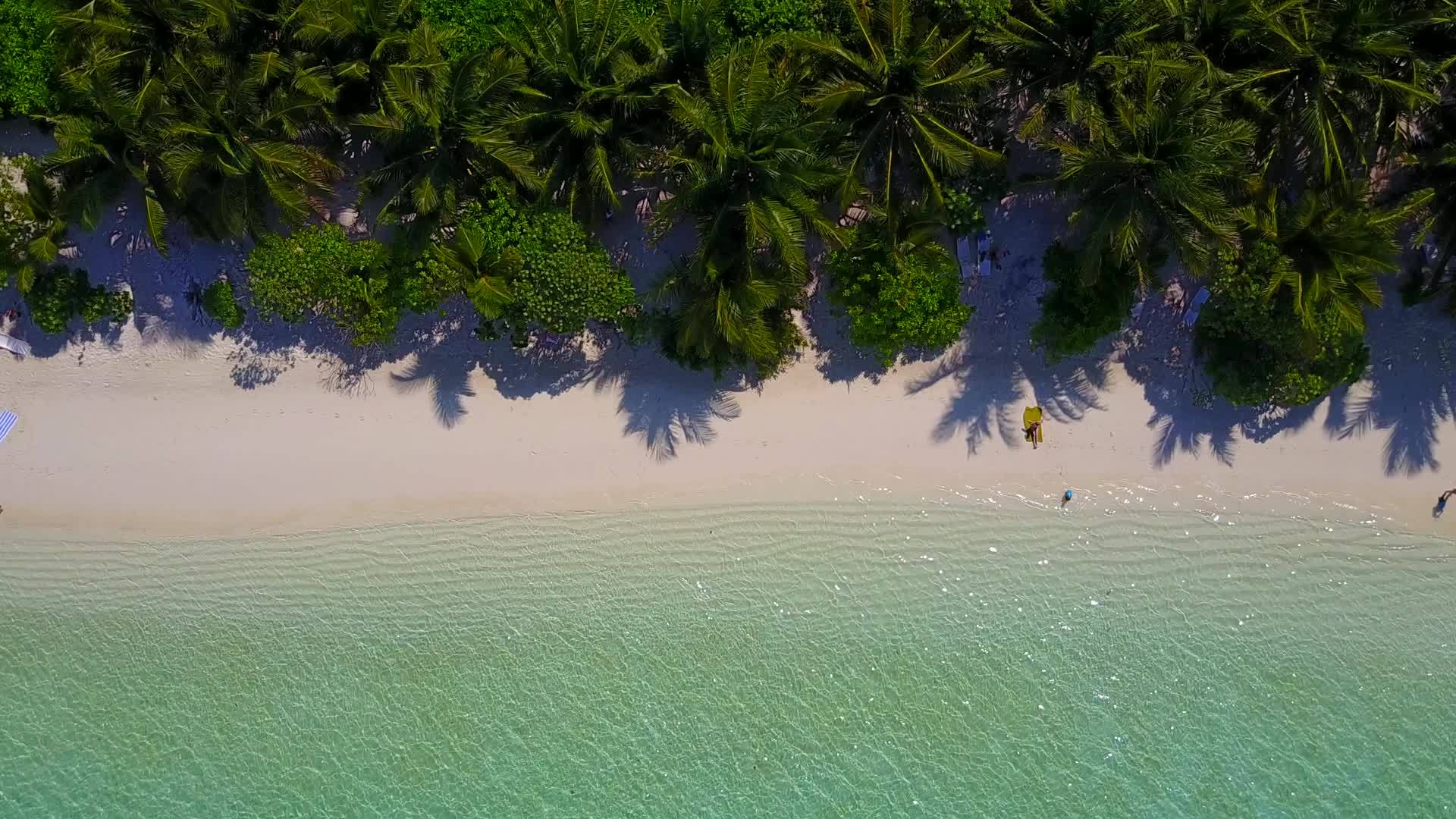 棕榈树附近有白沙背景的蓝绿色海洋在阳光明媚的海滩上冒险视频的预览图