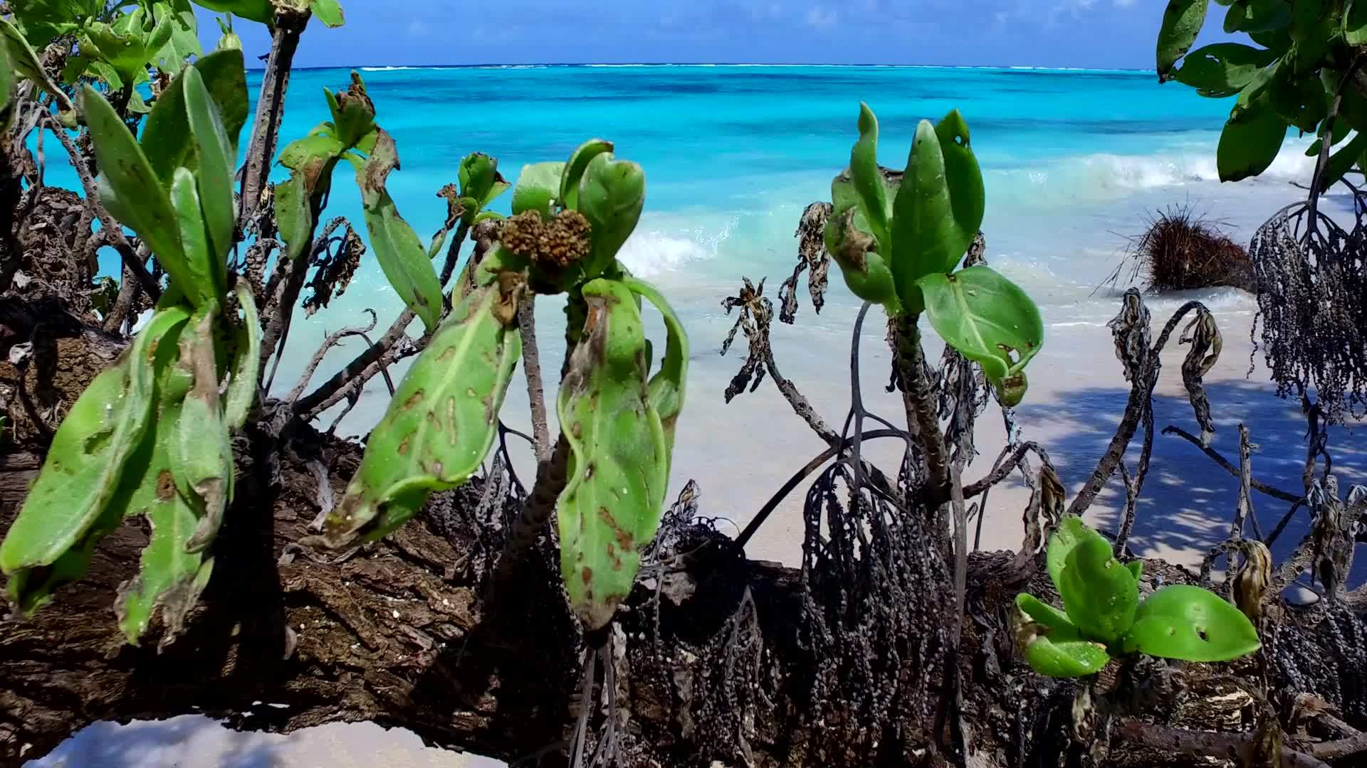 夏天在棕榈树附近的蓝色海洋和白色沙底的背景旅行视频的预览图