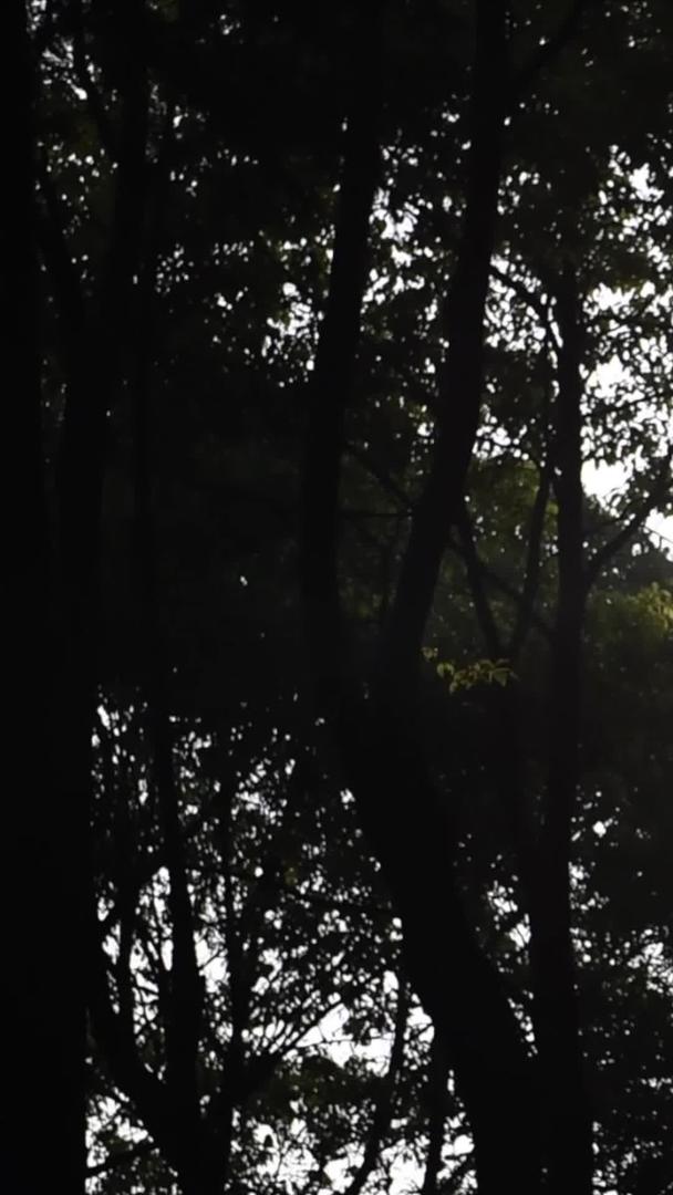 小树林里的阳光实拍视频的预览图