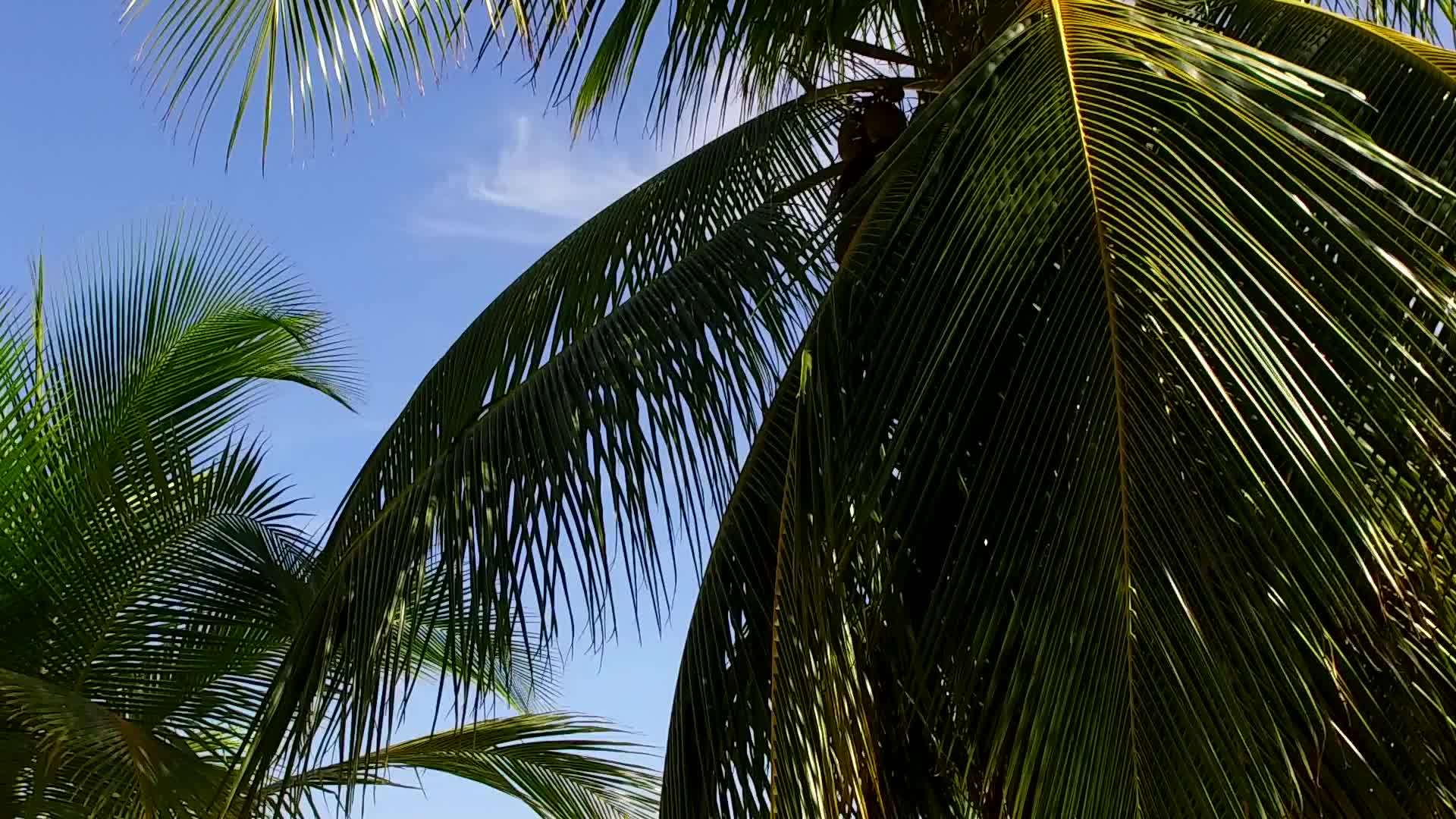 蓝绿色的水和沙洲附近白沙背景下宁静的海滩冒险的温暖性视频的预览图