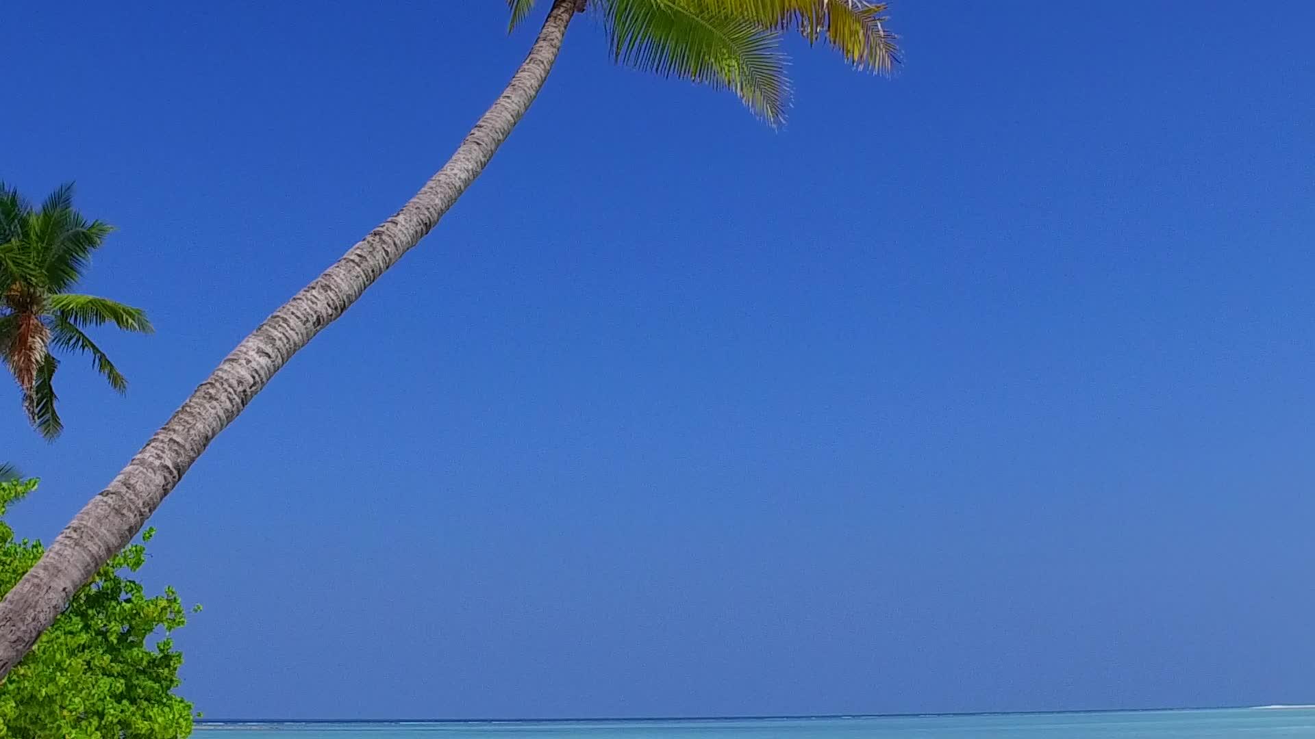 美丽的岛屿海滩野生海滩是由棕榈树附近的白沙底海的松绿海绘制出来的视频的预览图