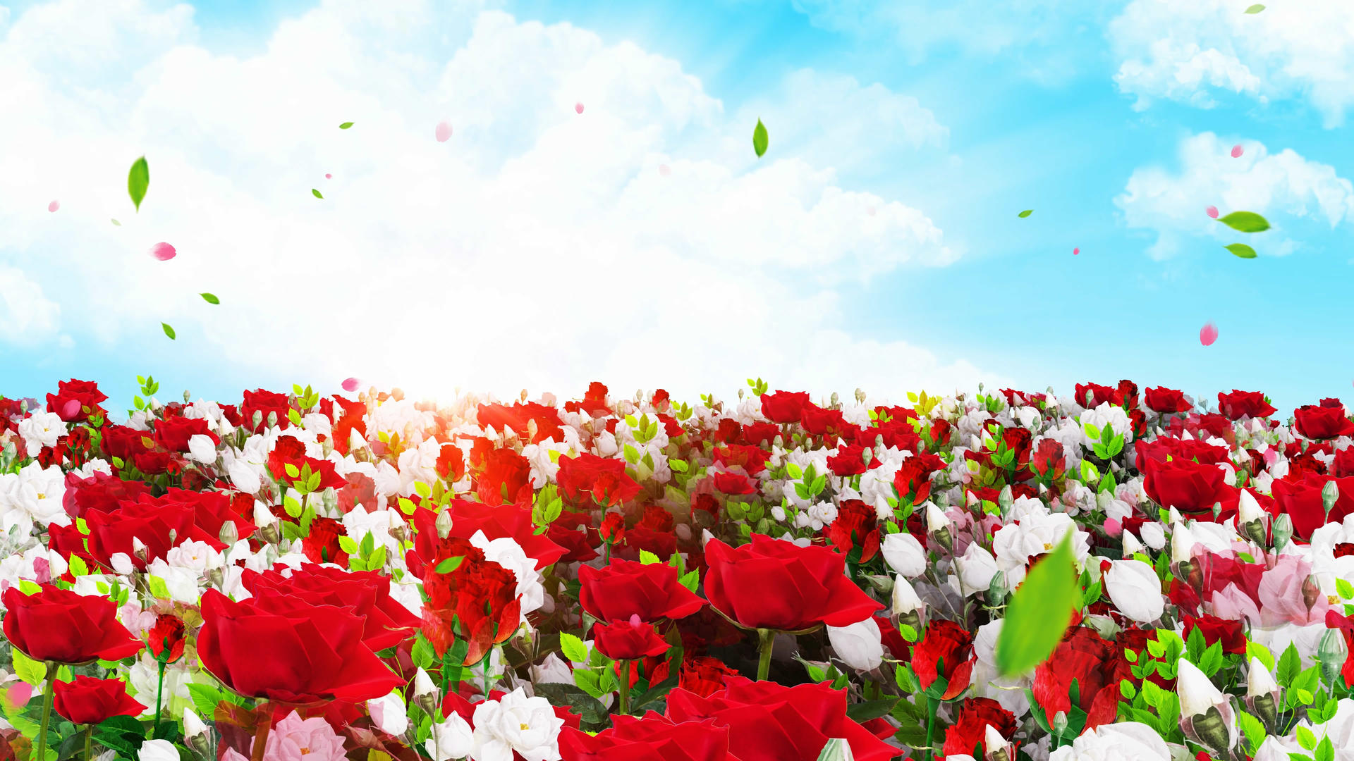 4K唯美的玫瑰花丛穿梭背景素材视频的预览图