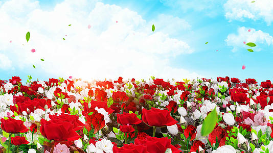 4K唯美的玫瑰花丛穿梭背景素材视频的预览图
