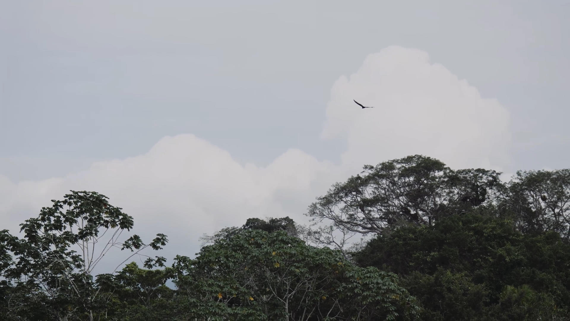 深林上空飞翔的老鹰视频的预览图