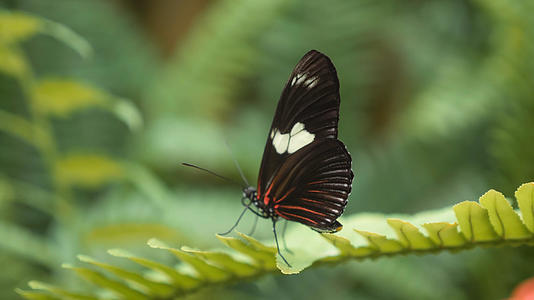 树叶上美丽的黑色蝴蝶视频的预览图