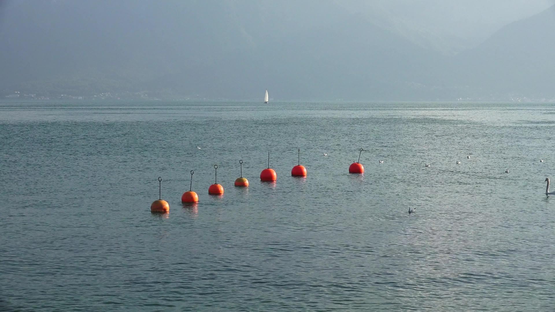 莱曼湖7个浮标有天鹅鸭和海鸥视频的预览图