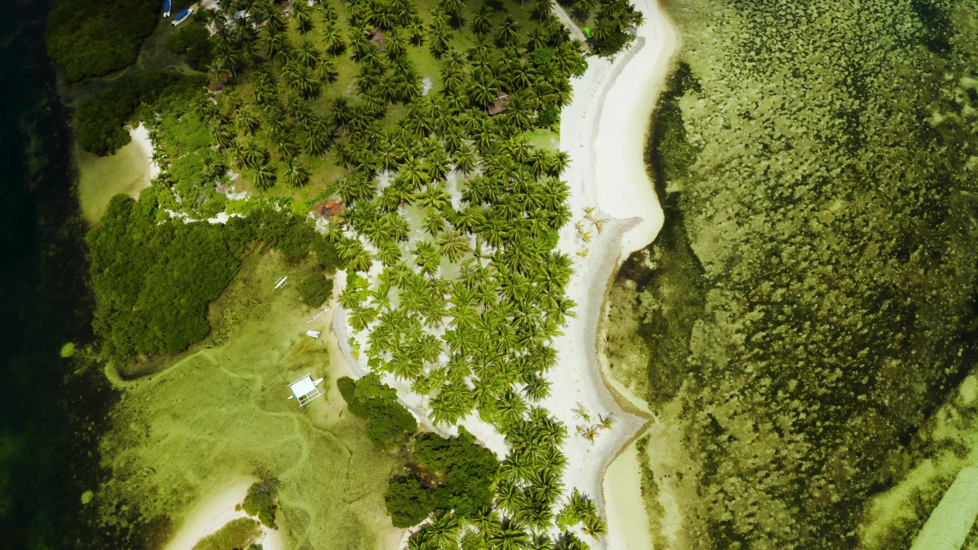 热带海滩有棕榈树在空中观察视频的预览图
