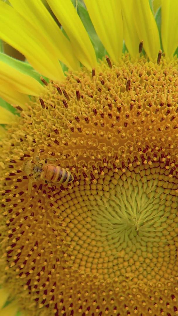 蜜蜂在向日葵中采蜜视频的预览图