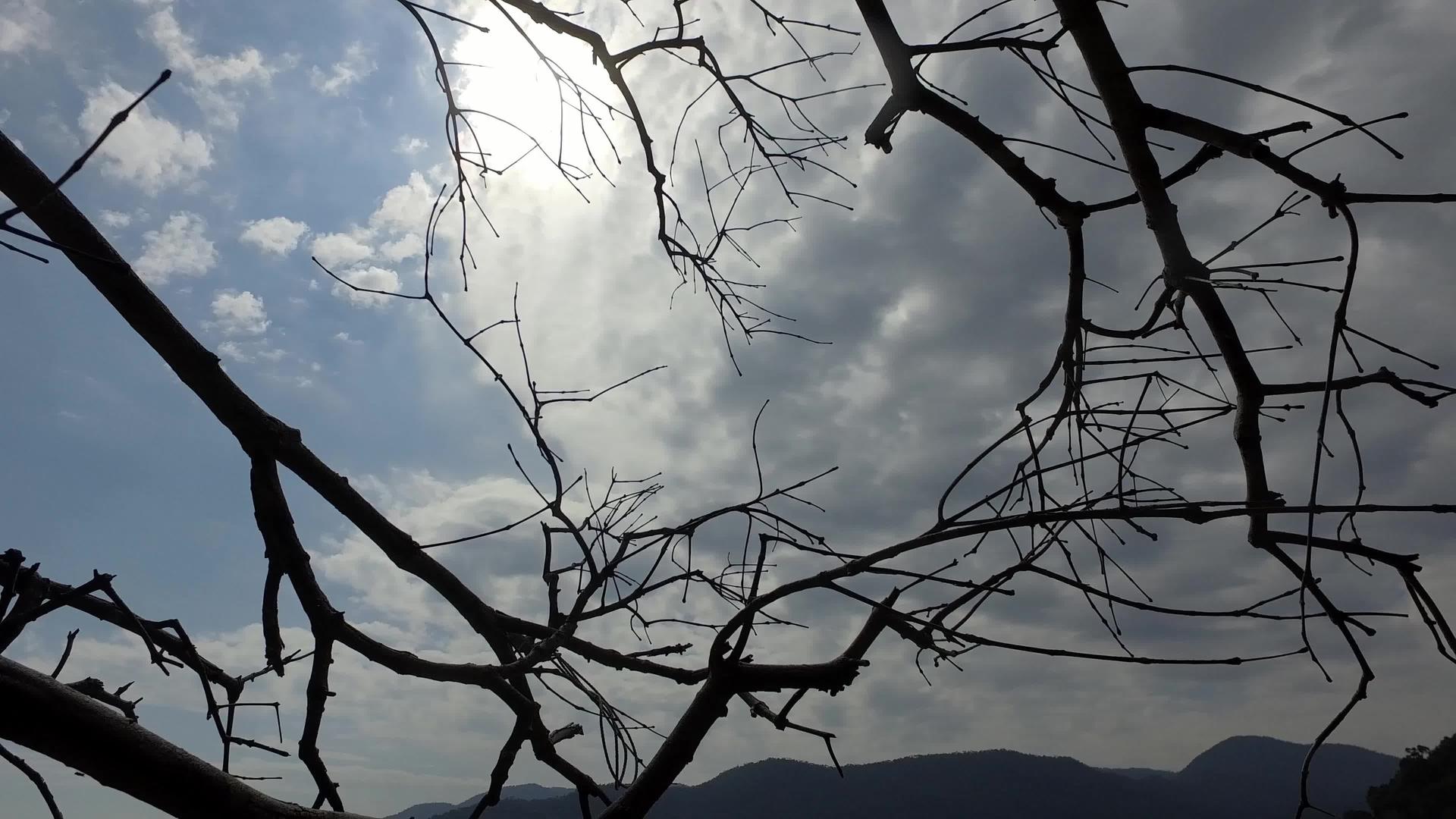 从树枝到天空的水平视频的预览图