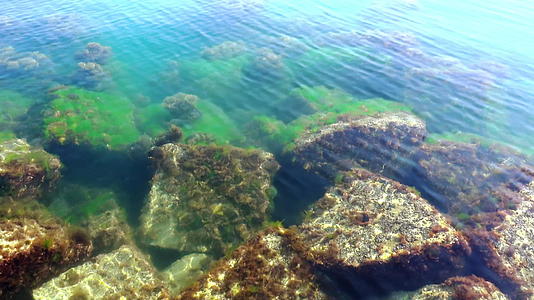 含有绿藻的海底视频的预览图