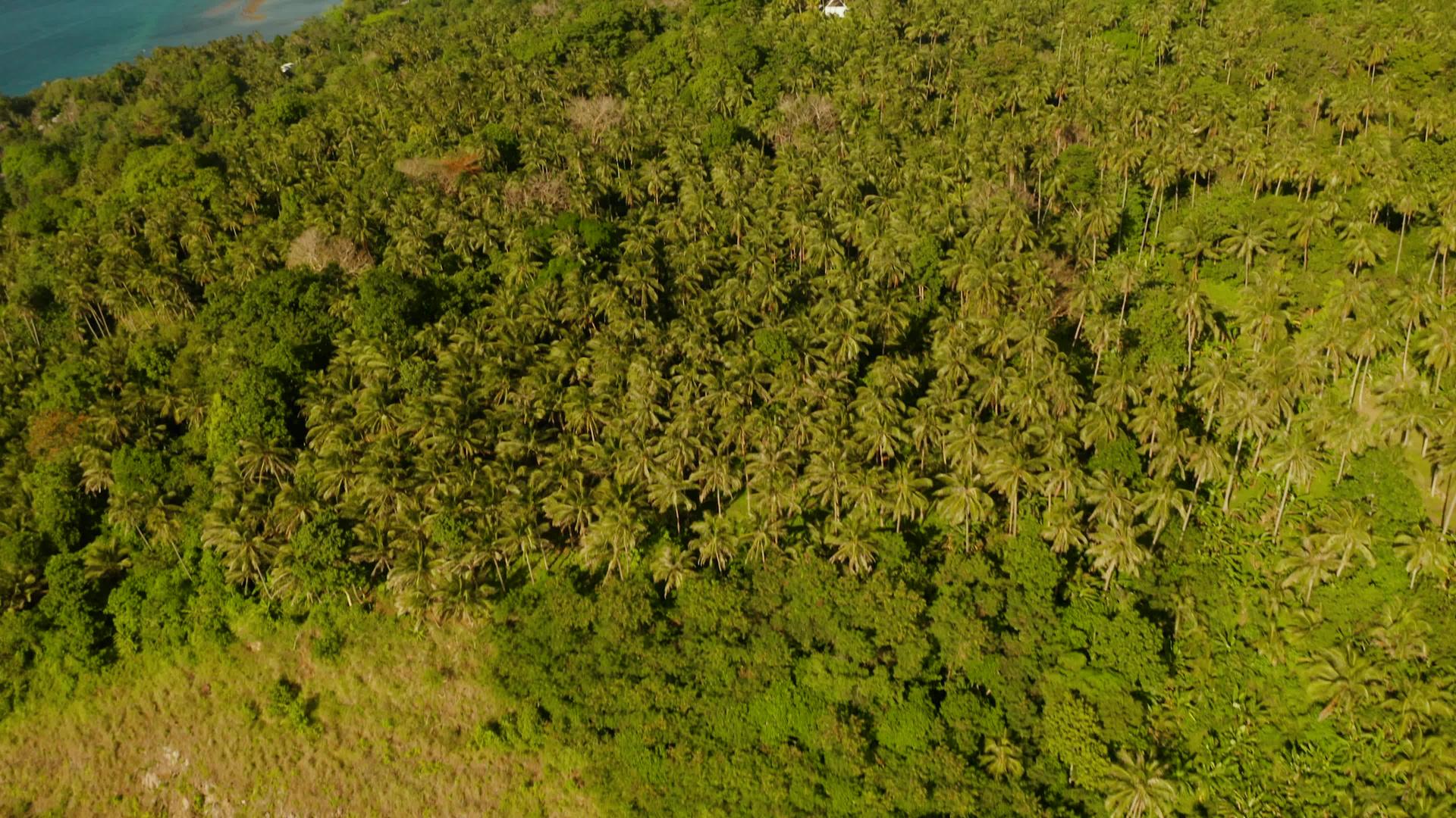 椰子树和松绿环礁湖视频的预览图