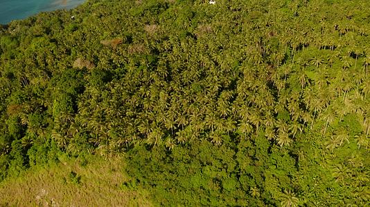 椰子树和松绿环礁湖视频的预览图