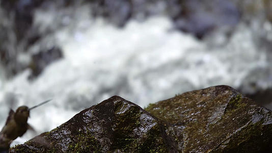 溪流旁边石头上的沙蜂鸟视频的预览图
