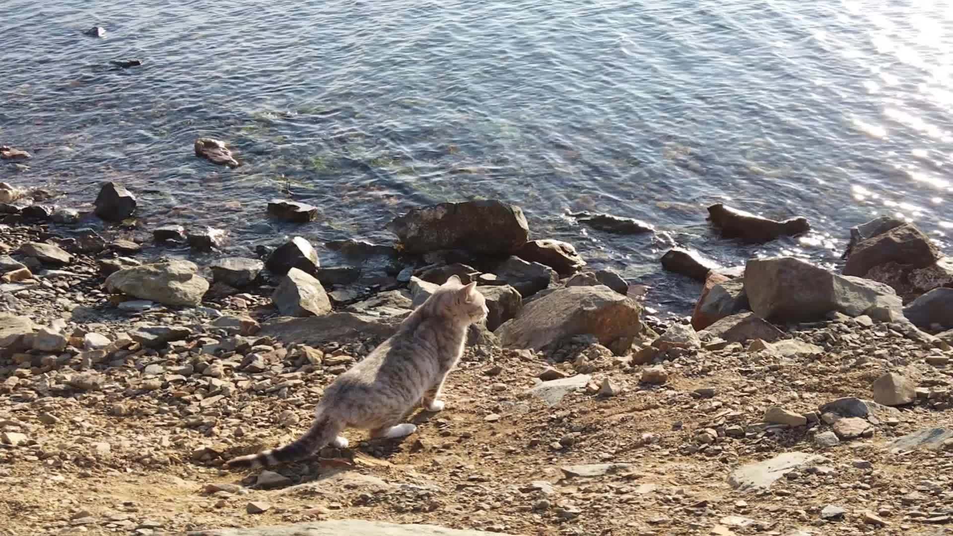 海滩上有一只红猫视频的预览图