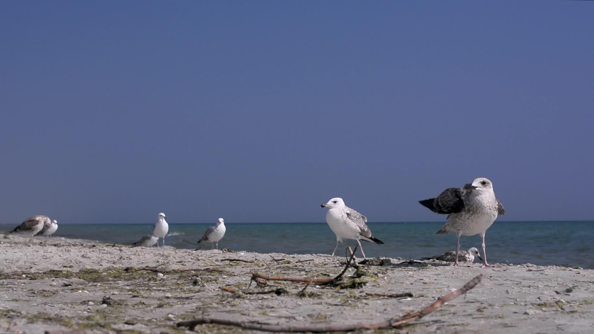 海边的鸟儿视频的预览图
