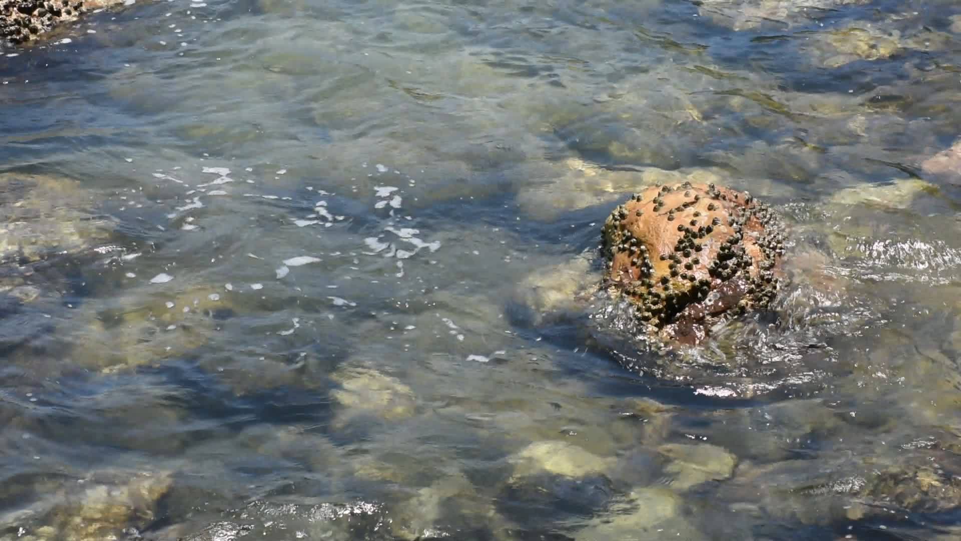 海滩和热带海视频的预览图