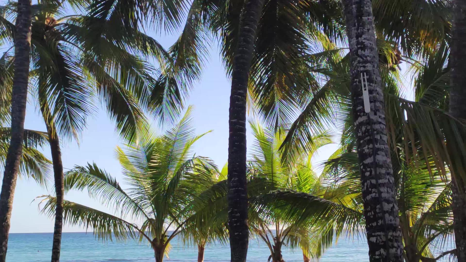 海中棕榈树视频的预览图