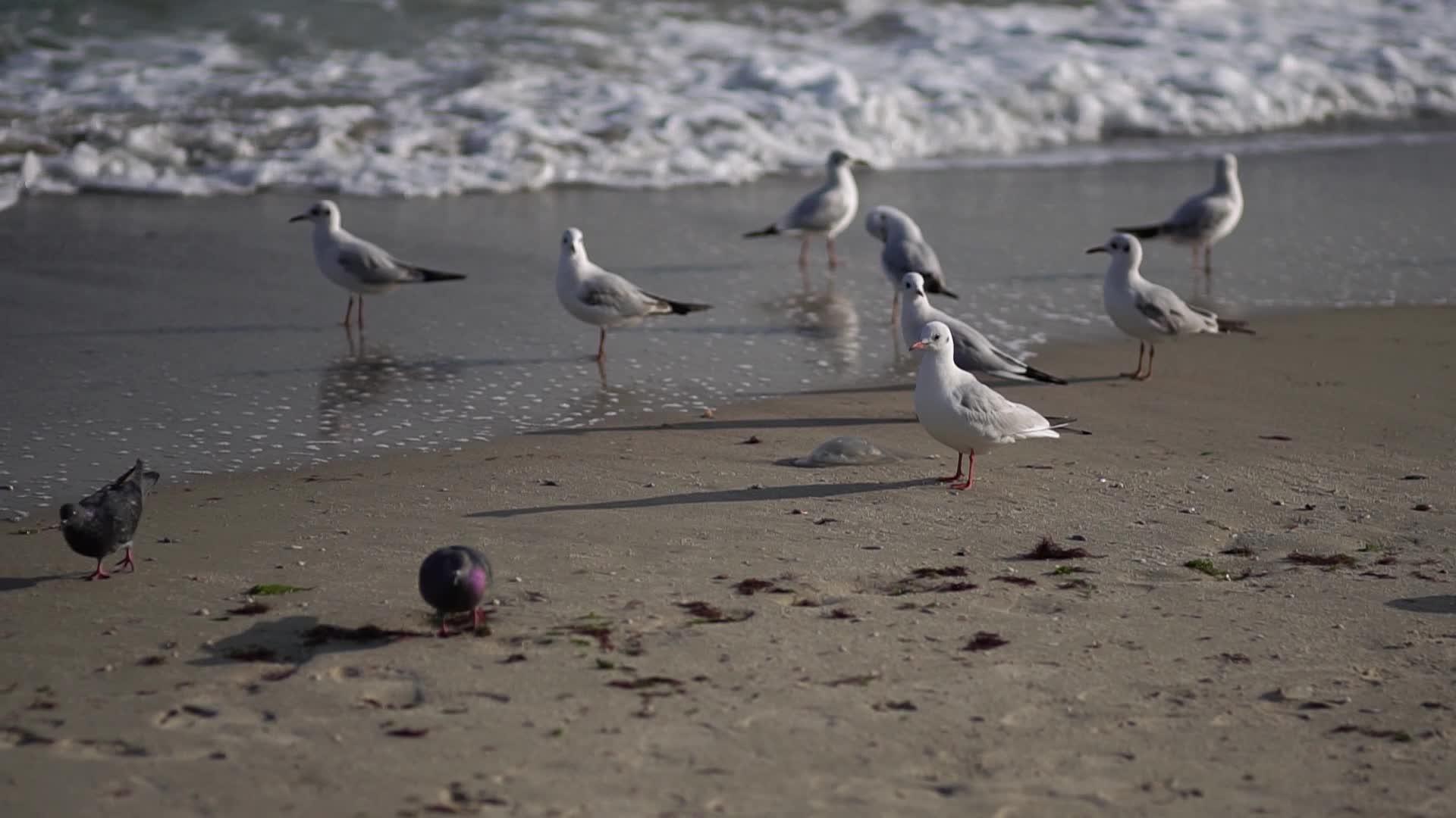 海边的鸟黑海视频的预览图