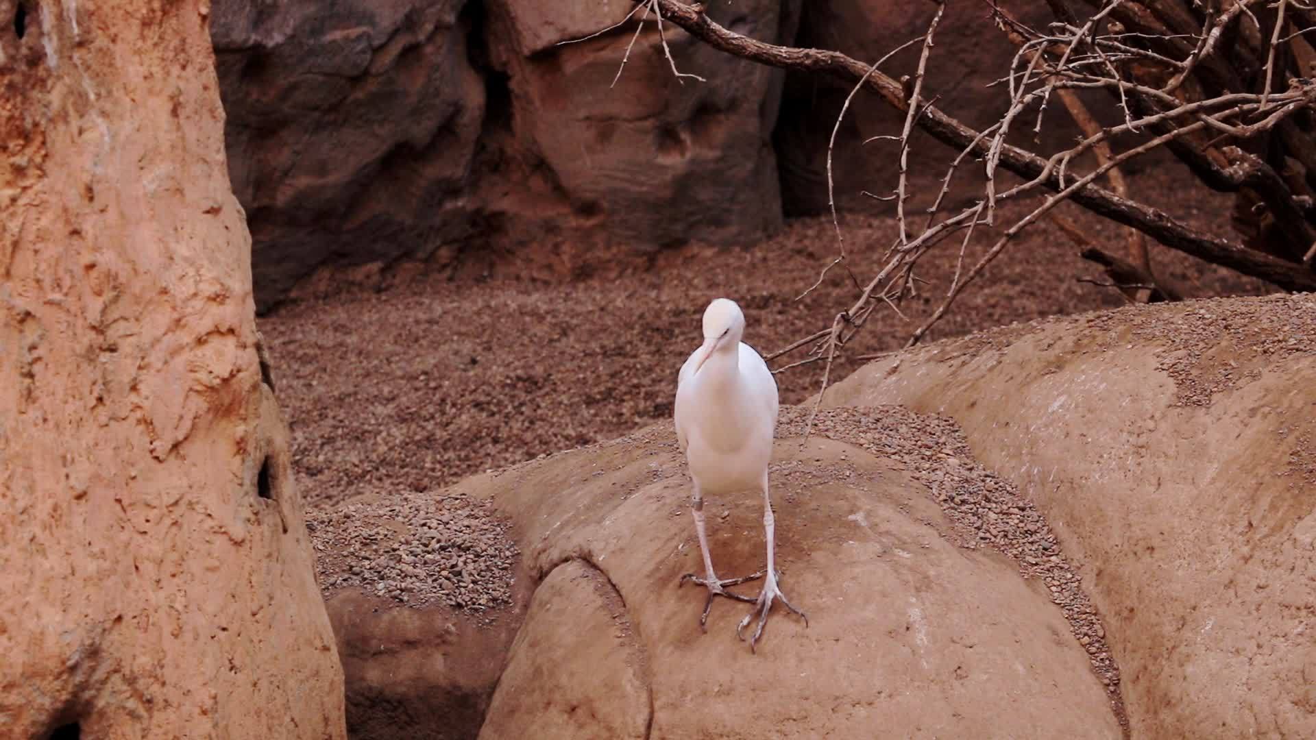 一只小白鸟站在岩石上飞走了视频的预览图