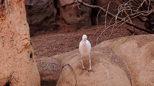 一只小白鸟站在岩石上飞走了视频的预览图