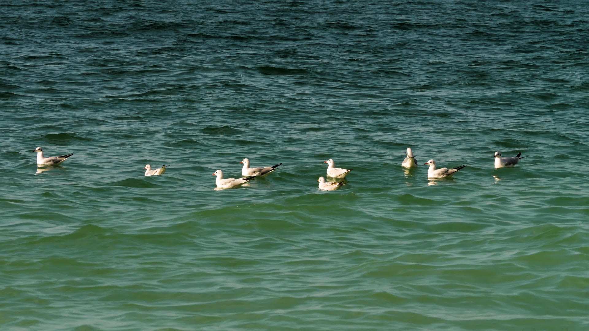 海鸥漂浮在海中视频的预览图