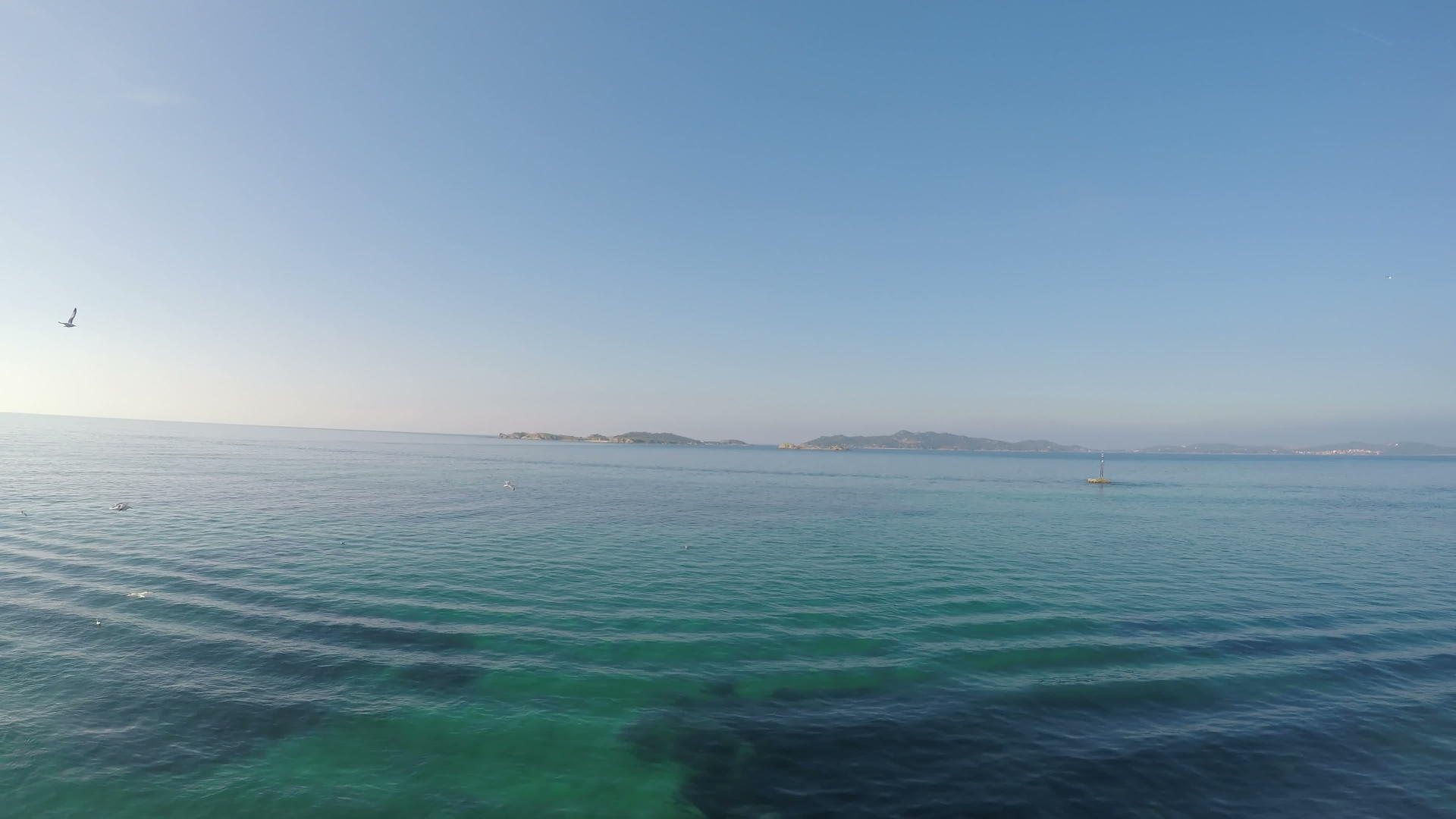 海鸥鸟和公海平面背景视频的预览图