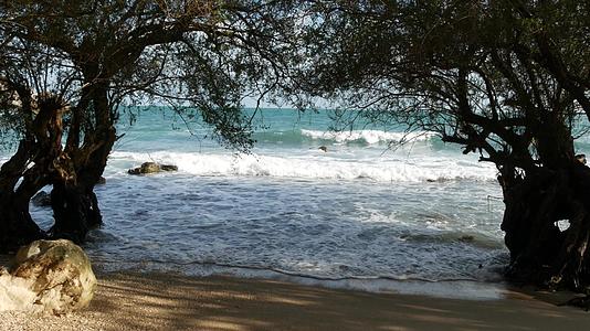 在泰国阳光明媚的日子里巨大的蓝色大海在科潘甘树后面摇曳视频的预览图