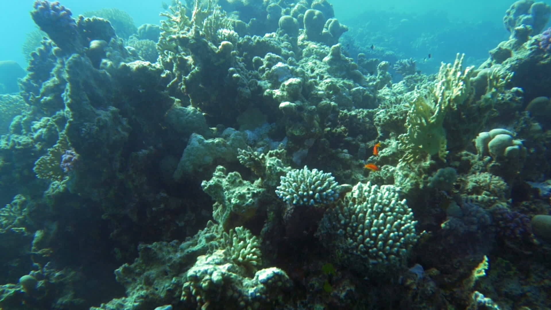 珊瑚礁和鱼类视频的预览图