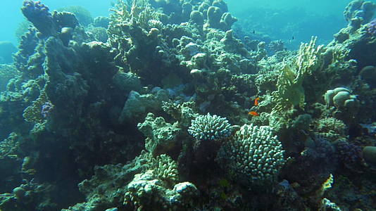 珊瑚礁和鱼类视频的预览图