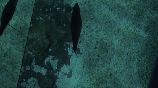 水族馆玻璃地板下游的海洋动物视频的预览图