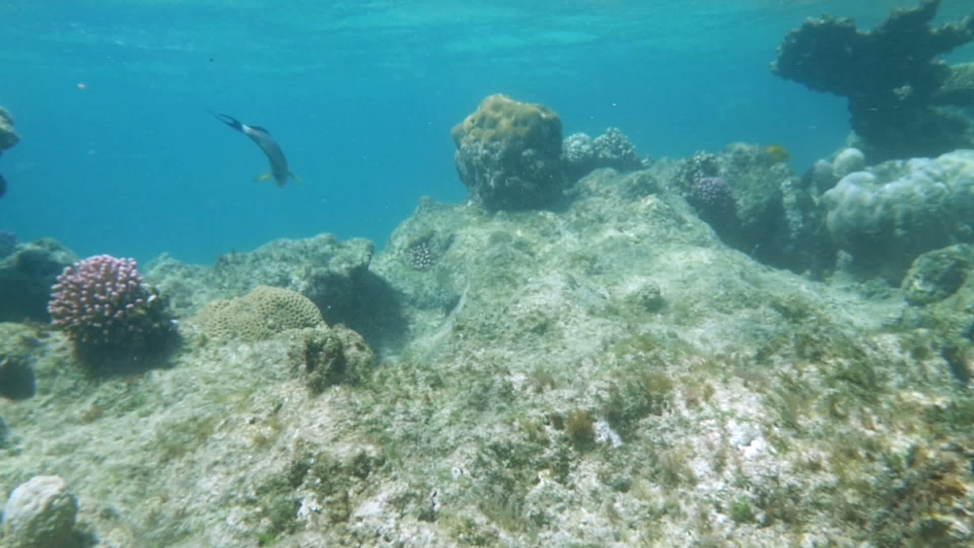 珊瑚礁居民在红海视频的预览图