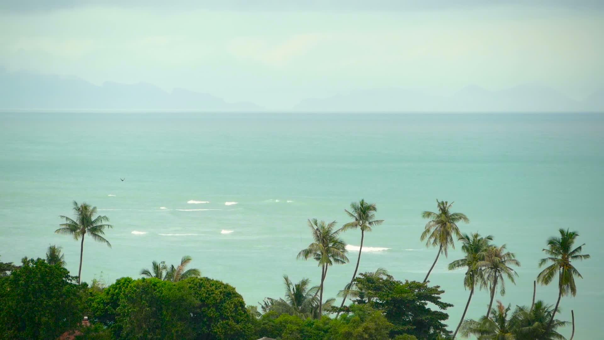 天堂岛奇怪的海滩热带植物视频的预览图